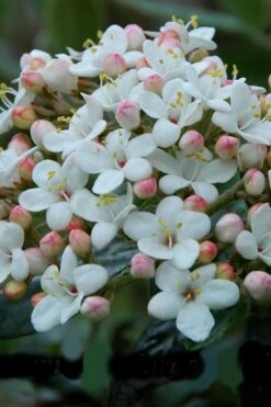Dwarf Evergreen Snowball Viburnum 'Conoy' - 3 Gallon Pot -Wilson Bros Gardens Plant Sales Store Viburnum Conoy 6