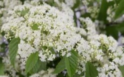 Snow Joey Viburnum - 2 Gallon Pot -Wilson Bros Gardens Plant Sales Store Viburnum Snow Joey 2 1
