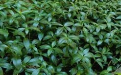 White Evergreen Periwinkle (Vinca Minor 'Alba') - 5 Pack Of Pint Pots 13 White Evergreen Periwinkle (Vinca Minor 'Alba') - 5 Pack Of Pint Pots -Wilson Bros Gardens Plant Sales Store Vinca Minor 11