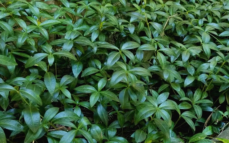 White Evergreen Periwinkle (Vinca Minor 'Alba') - 5 Pack Of Pint Pots 6 White Evergreen Periwinkle (Vinca Minor 'Alba') - 5 Pack Of Pint Pots - Image 6