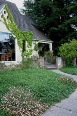 White Evergreen Periwinkle (Vinca Minor 'Alba') - 5 Pack Of Pint Pots 11 White Evergreen Periwinkle (Vinca Minor 'Alba') - 5 Pack Of Pint Pots -Wilson Bros Gardens Plant Sales Store Vinca Minor 14