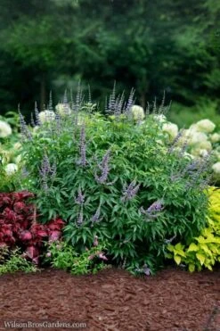 Blue Diddley Dwarf Chaste Tree - Vitex Agnus-castus - 3 Gallon Pot -Wilson Bros Gardens Plant Sales Store Vitex Blue Diddley 3