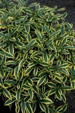 Marianni Variegated Pink Winter Daphne - 1 Gallon Pot -Wilson Bros Gardens Plant Sales Store Winter Daphne Marianni 2