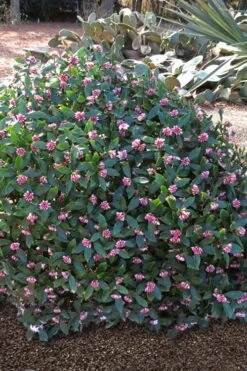 Zuiko Nishiki Winter Daphne Odora - 2 Gallon Pot 8 Zuiko Nishiki Winter Daphne Odora - 2 Gallon Pot -Wilson Bros Gardens Plant Sales Store Winter Daphne Zuiko Nishiki 3