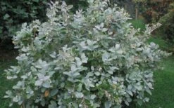 Woodlanders Blue Dusty Zenobia (Honeycup) - 3 Gallon Pot 15 Woodlanders Blue Dusty Zenobia (Honeycup) - 3 Gallon Pot -Wilson Bros Gardens Plant Sales Store Zenobia Woodlanders Blue 20 1