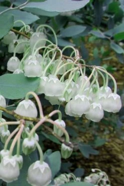 Woodlanders Blue Dusty Zenobia (Honeycup) - 1 Gallon Pot 14 Woodlanders Blue Dusty Zenobia (Honeycup) - 1 Gallon Pot -Wilson Bros Gardens Plant Sales Store Zenobia Woodlanders Blue 7