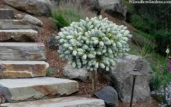 Ice Breaker Korean Fir (Single Trunk Topiary) - 3 Gallon Pot 9 Ice Breaker Korean Fir (Single Trunk Topiary) - 3 Gallon Pot -Wilson Bros Gardens Plant Sales Store abies koreana kouhouts ice breaker korean fir 2