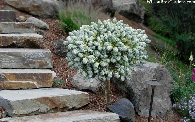Ice Breaker Korean Fir (Single Trunk Topiary) - 3 Gallon Pot 5 Ice Breaker Korean Fir (Single Trunk Topiary) - 3 Gallon Pot - Image 5