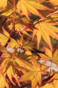 Spring Orange Japanese Maple (Acer Palmatum 'Daidai Haru) - 3 Gallon Pot -Wilson Bros Gardens Plant Sales Store acer palmatum daidai haru spring orange japanese maple 4