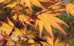 Spring Orange Japanese Maple (Acer Palmatum 'Daidai Haru) - 3 Gallon Pot -Wilson Bros Gardens Plant Sales Store acer palmatum daidai haru spring orange japanese maple 5