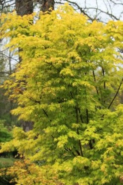 Spring Orange Japanese Maple (Acer Palmatum 'Daidai Haru) - 3 Gallon Pot -Wilson Bros Gardens Plant Sales Store acer palmatum daidai haru spring orange japanese maple 7
