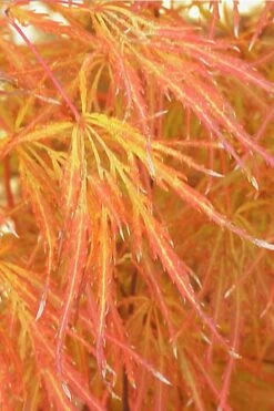 Edgewood's Golden Japanese Maple - 3 Gallon Pot -Wilson Bros Gardens Plant Sales Store acer palmatum edgewoods golden 1