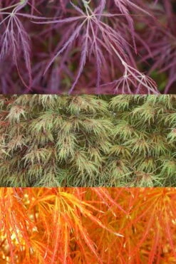 Edgewood's Golden Japanese Maple - 3 Gallon Pot -Wilson Bros Gardens Plant Sales Store acer palmatum edgewoods golden 4