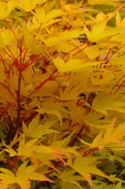 Little Sango' Dwarf Coral Bark Japanese Maple - 5 Gallon Pot -Wilson Bros Gardens Plant Sales Store acer palmatum fhellheim dwarf coral bark japanese maple 6