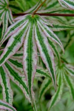 Ikandi Japanese Maple - 3 Gallon Pot (4-5') 17 Ikandi Japanese Maple - 3 Gallon Pot (4-5') -Wilson Bros Gardens Plant Sales Store acer palmatum ikandi japanese maple 10