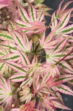 Ikandi Japanese Maple - 3 Gallon Pot (4-5') 14 Ikandi Japanese Maple - 3 Gallon Pot (4-5') -Wilson Bros Gardens Plant Sales Store acer palmatum ikandi japanese maple 6