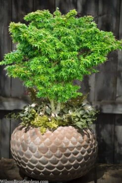 Jade Dragon Dwarf Japanese Maple - 3 Gallon Pot 10 Jade Dragon Dwarf Japanese Maple - 3 Gallon Pot -Wilson Bros Gardens Plant Sales Store acer palmatum jade dragon japanese maple 2
