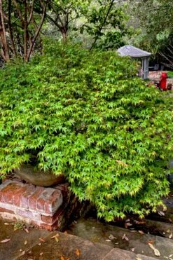 Kiyohime Spreading Japanese Maple - 2 Gallon Pot 17 Kiyohime Spreading Japanese Maple - 2 Gallon Pot -Wilson Bros Gardens Plant Sales Store acer palmatum kiyohime dwarf japanese maple 10