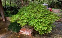 Kiyohime Spreading Japanese Maple - 2 Gallon Pot 12 Kiyohime Spreading Japanese Maple - 2 Gallon Pot -Wilson Bros Gardens Plant Sales Store acer palmatum kiyohime dwarf japanese maple 11