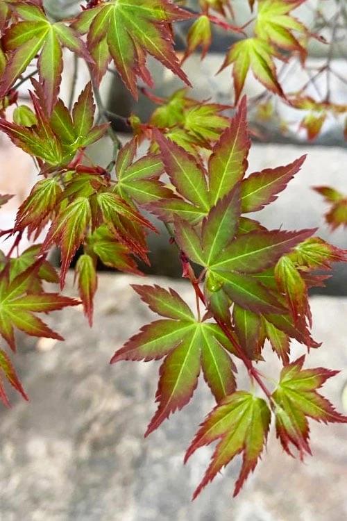 Kiyohime Spreading Japanese Maple - 2 Gallon Pot 8 Kiyohime Spreading Japanese Maple - 2 Gallon Pot - Image 8