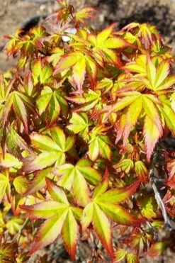 Kiyohime Spreading Japanese Maple - 2 Gallon Pot 15 Kiyohime Spreading Japanese Maple - 2 Gallon Pot -Wilson Bros Gardens Plant Sales Store acer palmatum kiyohime dwarf japanese maple 6