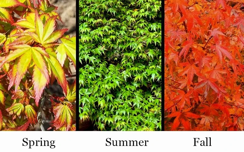 Kiyohime Spreading Japanese Maple - 2 Gallon Pot 5 Kiyohime Spreading Japanese Maple - 2 Gallon Pot - Image 5