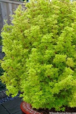 Little Sango' Dwarf Coral Bark Japanese Maple - 5 Gallon Pot -Wilson Bros Gardens Plant Sales Store acer palmatum little sango dwarf coral bark maple 1