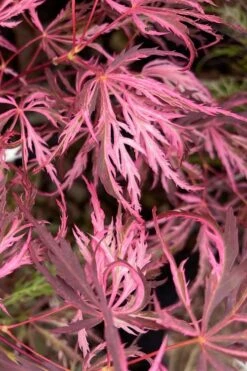 Pink Ballerina Japanese Maple - 5 Gallon Pot -Wilson Bros Gardens Plant Sales Store acer palmatum pink ballerina 3