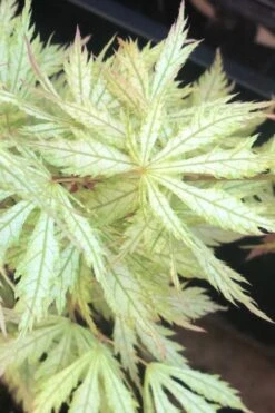 Sister Ghost Japanese Maple - 3 Gallon Pot (4-5') -Wilson Bros Gardens Plant Sales Store acer palmatum sister ghost japanese maple 12