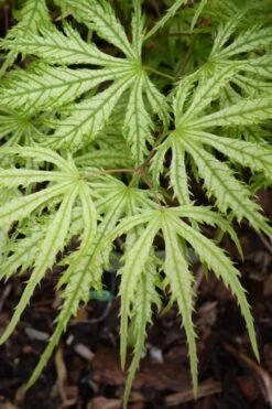 Sister Ghost Japanese Maple - 3 Gallon Pot (4-5') -Wilson Bros Gardens Plant Sales Store acer palmatum sister ghost japanese maple 14
