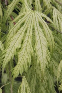 Sister Ghost Japanese Maple - 3 Gallon Pot (4-5') -Wilson Bros Gardens Plant Sales Store acer palmatum sister ghost japanese maple 2