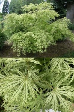 Sister Ghost Japanese Maple - 3 Gallon Pot (4-5') -Wilson Bros Gardens Plant Sales Store acer palmatum sister ghost japanese maple 5