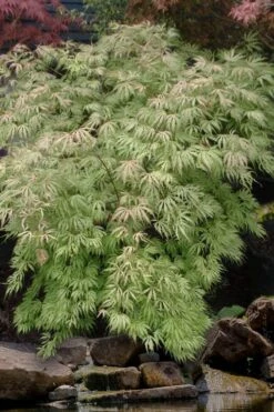 Sister Ghost Japanese Maple - 3 Gallon Pot (4-5') -Wilson Bros Gardens Plant Sales Store acer palmatum sister ghost japanese maple 8