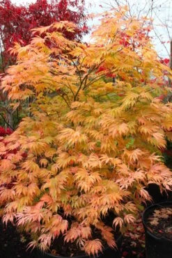 Sister Ghost Japanese Maple - 3 Gallon Pot (4-5') -Wilson Bros Gardens Plant Sales Store acer palmatum sister ghost japanese maple 9