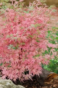 Taylor Pink Japanese Maple - 1 Gallon Pot -Wilson Bros Gardens Plant Sales Store acer palmatum taylors pink japanese maple 8 1