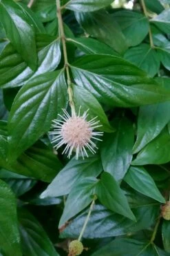 Adina Rubella Buttonbush - 3 Gallon Pot -Wilson Bros Gardens Plant Sales Store adina rubella chinese buttonbush 2