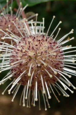 Adina Rubella Buttonbush - 3 Gallon Pot -Wilson Bros Gardens Plant Sales Store adina rubella chinese buttonbush 4