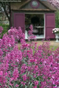 Rosie Posie Agastache (Hummingbird Mint) - 1 Gallon Pot -Wilson Bros Gardens Plant Sales Store agastache rosie posie hummingbird mint 1
