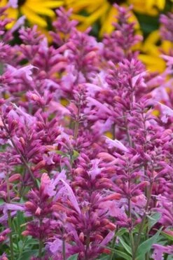 Rosie Posie Agastache (Hummingbird Mint) - 1 Gallon Pot -Wilson Bros Gardens Plant Sales Store agastache rosie posie hummingbird mint 3