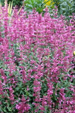 Rosie Posie Agastache (Hummingbird Mint) - 1 Gallon Pot -Wilson Bros Gardens Plant Sales Store agastache rosie posie hummingbird mint 6