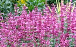 Rosie Posie Agastache (Hummingbird Mint) - 1 Gallon Pot -Wilson Bros Gardens Plant Sales Store agastache rosie posie hummingbird mint 7