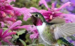 Rosie Posie Agastache (Hummingbird Mint) - 1 Gallon Pot -Wilson Bros Gardens Plant Sales Store agastache rosie posie hummingbird mint 9