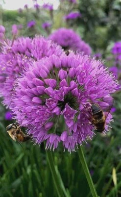 Millenium Allium (Ornamental Onion) - 6 Pack Of 1 Gallon Pots -Wilson Bros Gardens Plant Sales Store allium millenium 10