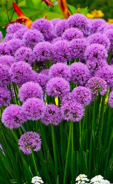 Millenium Allium (Ornamental Onion) - 6 Pack Of 1 Gallon Pots 1 Millenium Allium (Ornamental Onion) - 6 Pack Of 1 Gallon Pots