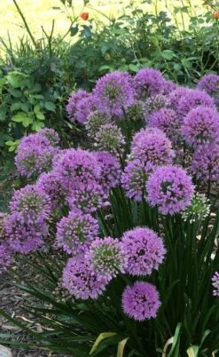 Millenium Allium (Ornamental Onion) - 6 Pack Of 1 Gallon Pots 13 Millenium Allium (Ornamental Onion) - 6 Pack Of 1 Gallon Pots -Wilson Bros Gardens Plant Sales Store allium millenium 2