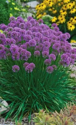 Millenium Allium (Ornamental Onion) - 6 Pack Of 1 Gallon Pots -Wilson Bros Gardens Plant Sales Store allium millenium 3