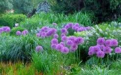 Millenium Allium (Ornamental Onion) - 6 Pack Of 1 Gallon Pots -Wilson Bros Gardens Plant Sales Store allium millenium 4