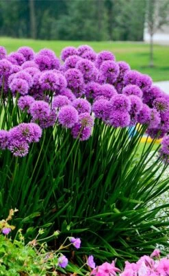 Millenium Allium (Ornamental Onion) - 6 Pack Of 1 Gallon Pots -Wilson Bros Gardens Plant Sales Store allium millenium 6