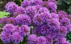 Millenium Allium (Ornamental Onion) - 6 Pack Of 1 Gallon Pots -Wilson Bros Gardens Plant Sales Store allium millenium 9