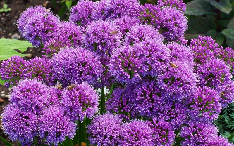 Millenium Allium (Ornamental Onion) - 6 Pack Of 1 Gallon Pots 9 Millenium Allium (Ornamental Onion) - 6 Pack Of 1 Gallon Pots - Image 9